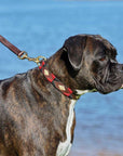 Weatherbeeta Polo Leather Dog Collar
